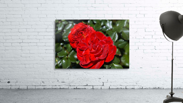 The Two Red Roses Wall Preview