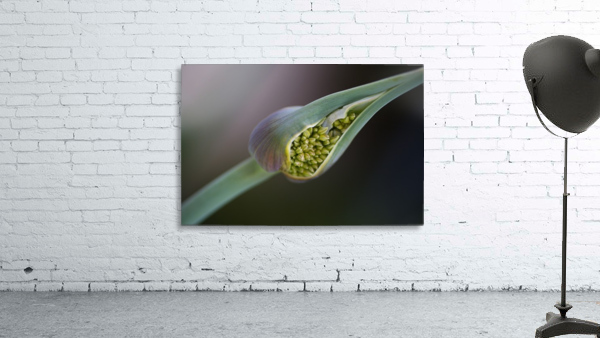 Garlic Bud Spring Wall Preview