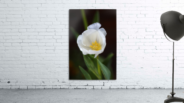 Full White Tulip Wall Preview