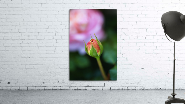 Beautiful Rose Bud Wall Preview