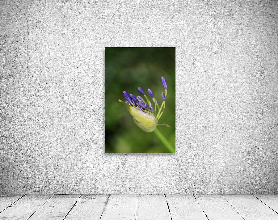 Opening Agapanthus  Wall Preview