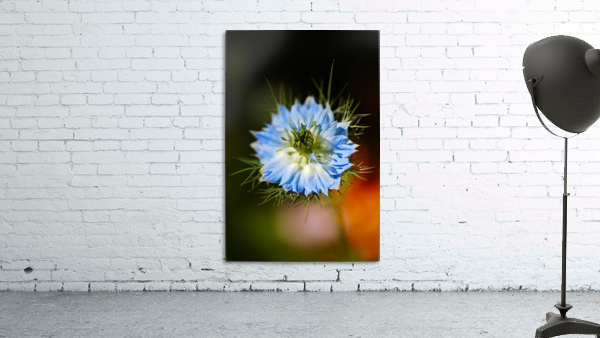 Nigella Flower Wall Preview