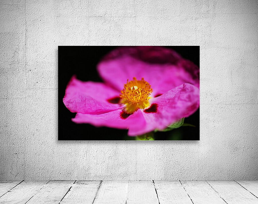 Hibiscus Australian Wall Preview
