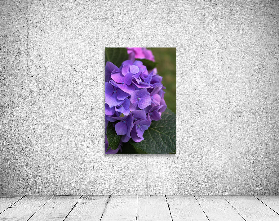 Hydrangea Blue Pink Wall Preview