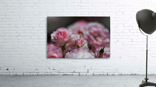 Rose Bud Is Resting  Wall Preview