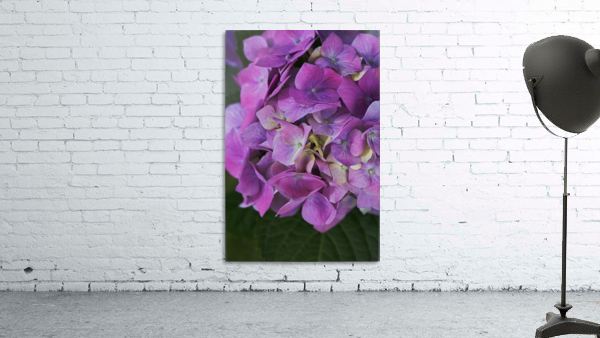 Hydrangea Flower Wonderful Pinks  Wall Preview
