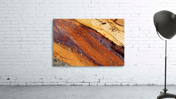 Eucalyptus Tree Natural Layers Wall Preview