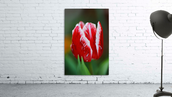 Red and White Tulip In Flower  Wall Preview