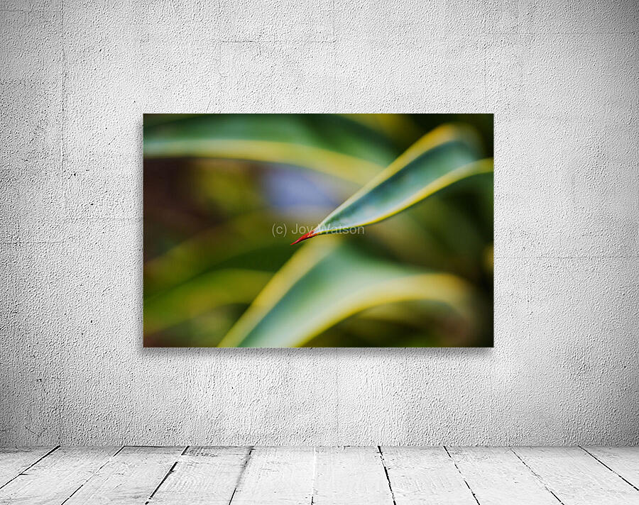 Succulent Leaf  With Claw  Wall Preview
