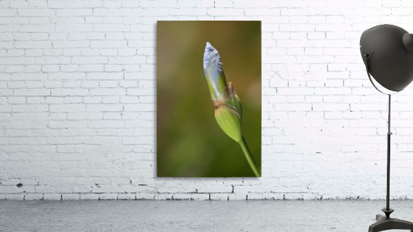Blue Iris Bud In Spring Wall Preview
