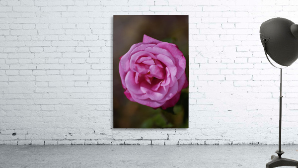 Angel Face Rose Bloom  Wall Preview