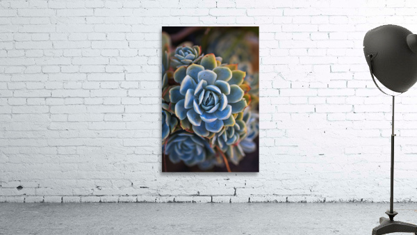 Succulent In Blues Wall Preview