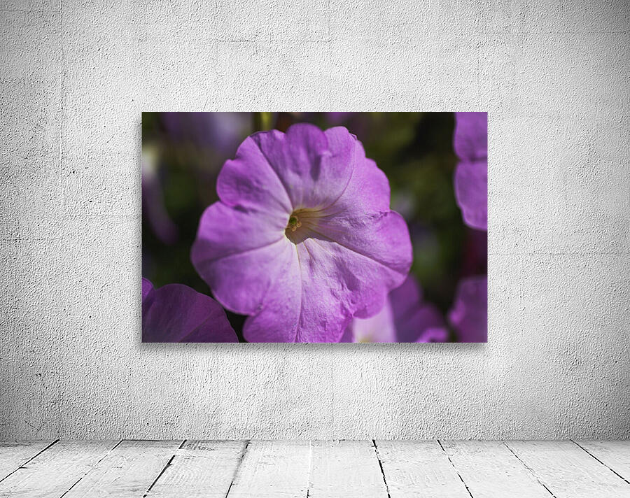 Pink Petunia Bloom Wall Preview