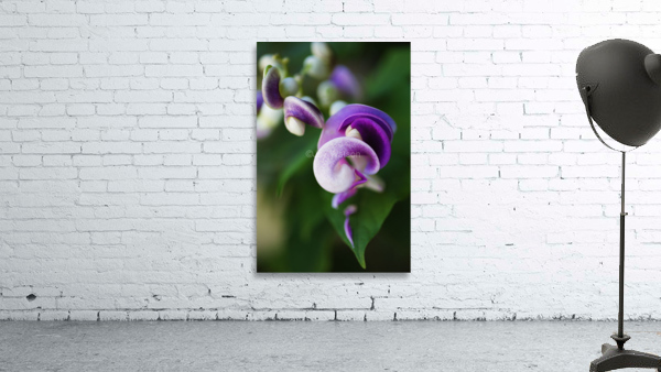 Corkscrew Vine Flower Summer Wall Preview
