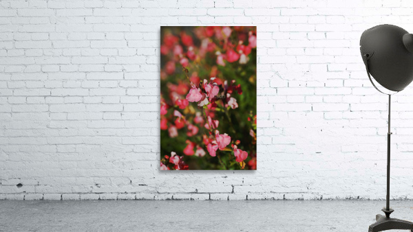 Coral Sage Flowers Wall Preview