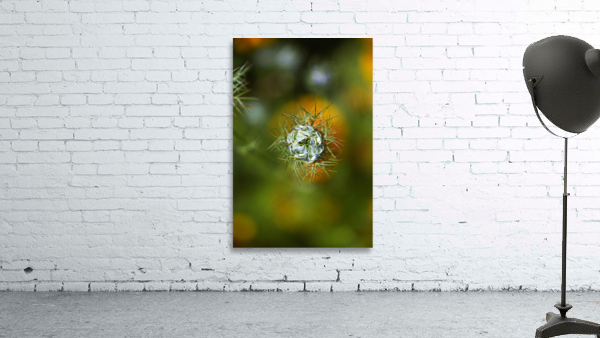 Looking Over Nigella Bloom Wall Preview