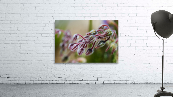 Starflower Buds  Wall Preview