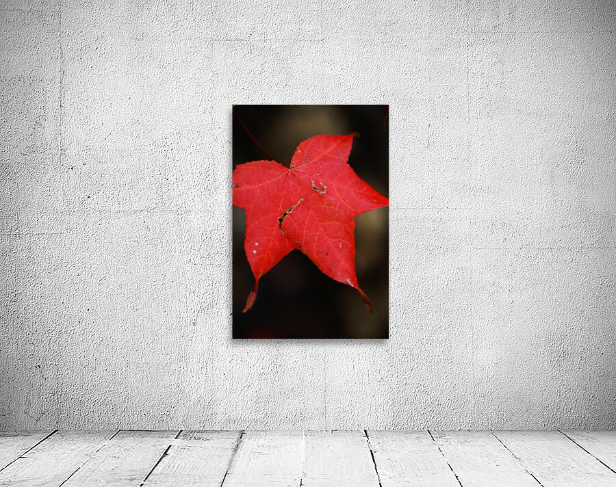 Red Leaf Autumn Wall Preview