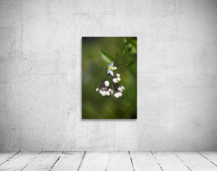 Potato Vine Flowering Wall Preview
