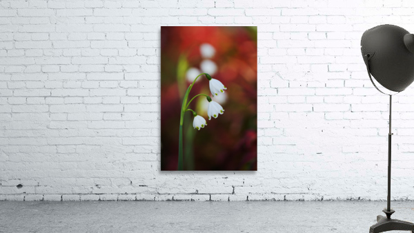 Snowdrop Flowers Seeing Double Wall Preview