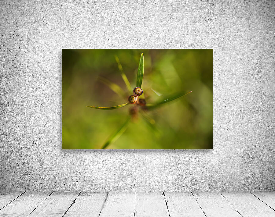 Tea Tree Buds Grow Wall Preview