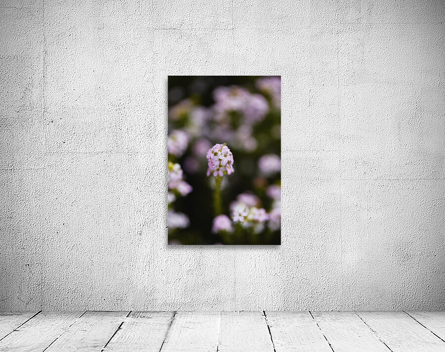 Diosma Flower Pink Wall Preview