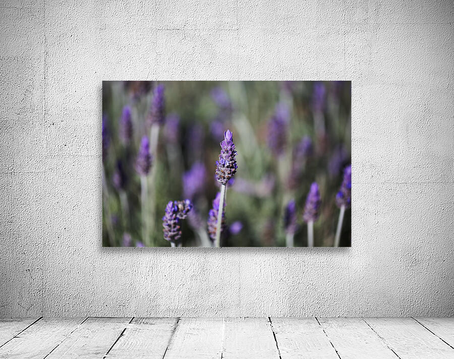 Lavender Flowers Dance  Wall Preview