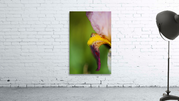 Puppys Ear Bearded Iris Wall Preview