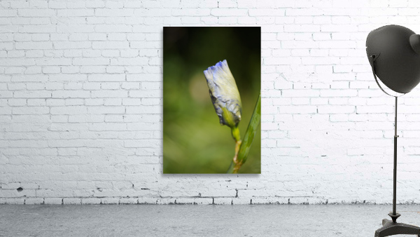 Iris Bud Flower Moon Wall Preview