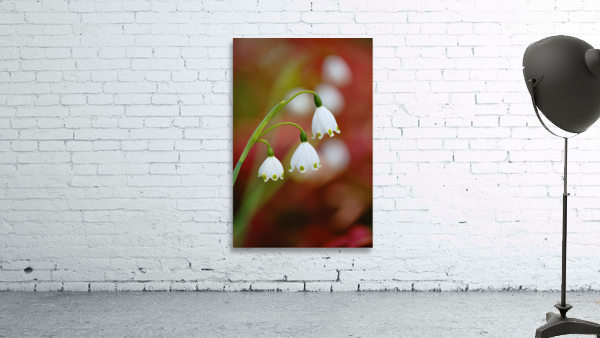 Snowdrop Flowers Echo Spring Wall Preview