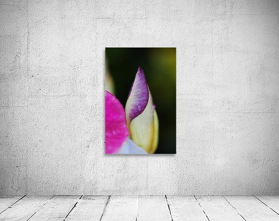 Iris Bud Hiding   Wall Preview