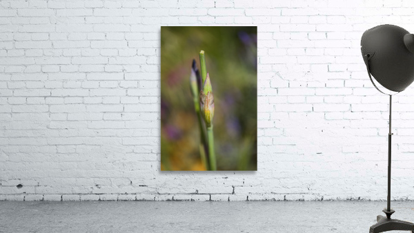 Iris Buds Have Double Act Wall Preview