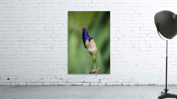  Blue Iris Bud Doubles Wall Preview