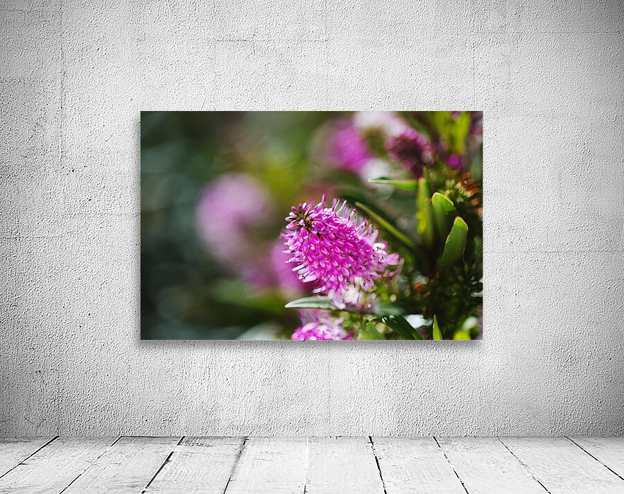 Hebe Flower  Wall Preview