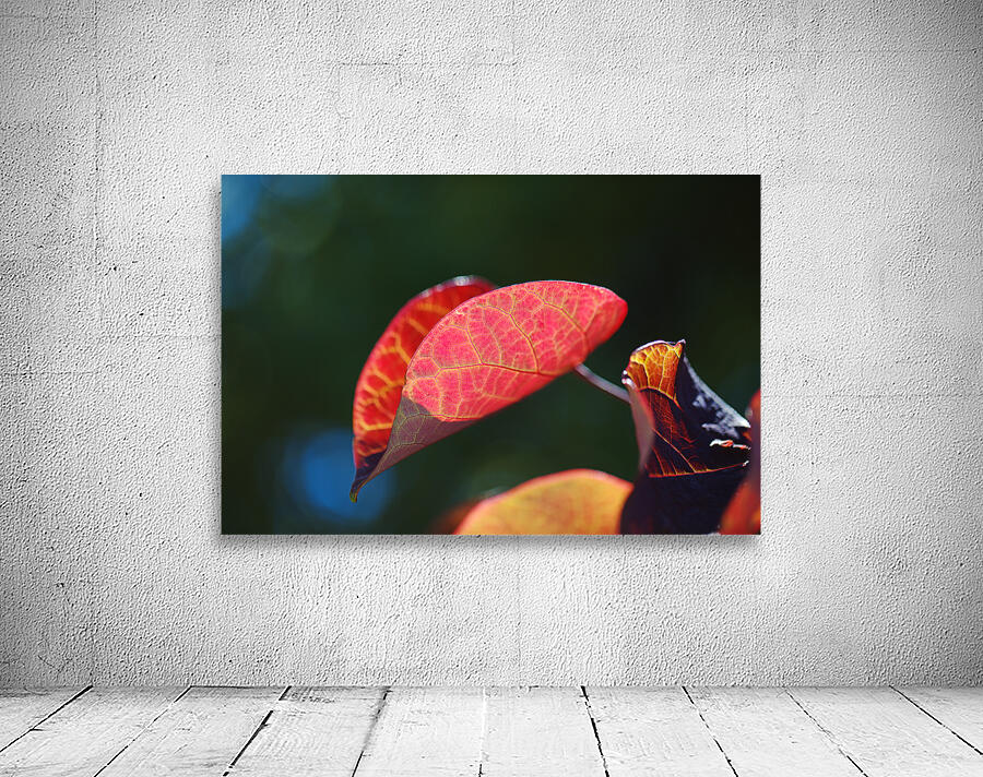 A Red Summer Leaf  Wall Preview
