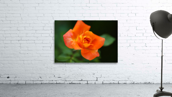 Bright Orange Rose  Wall Preview