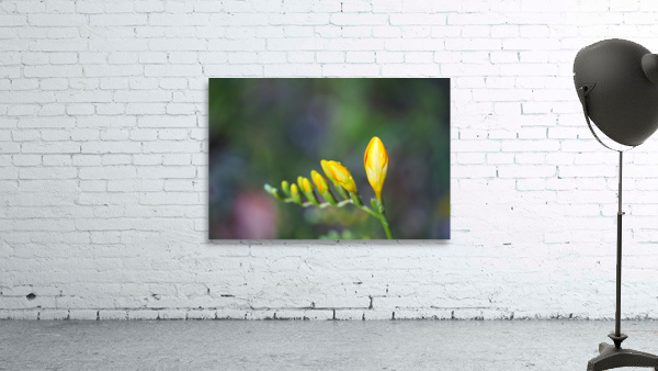 Freesia Yellow Opening Hand Wall Preview