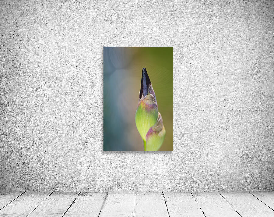 Iris Bud With A Soft Display Wall Preview