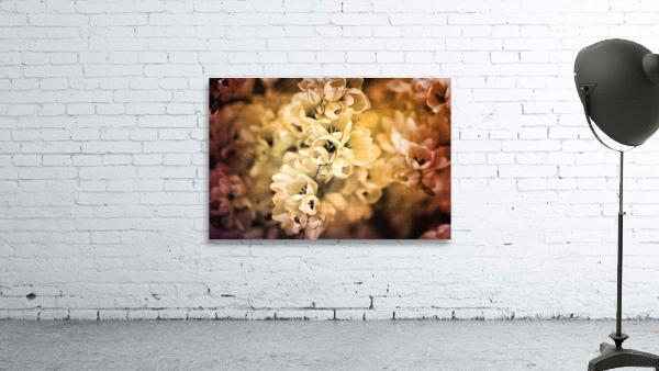 Rustic African Corn Lilies Wall Preview