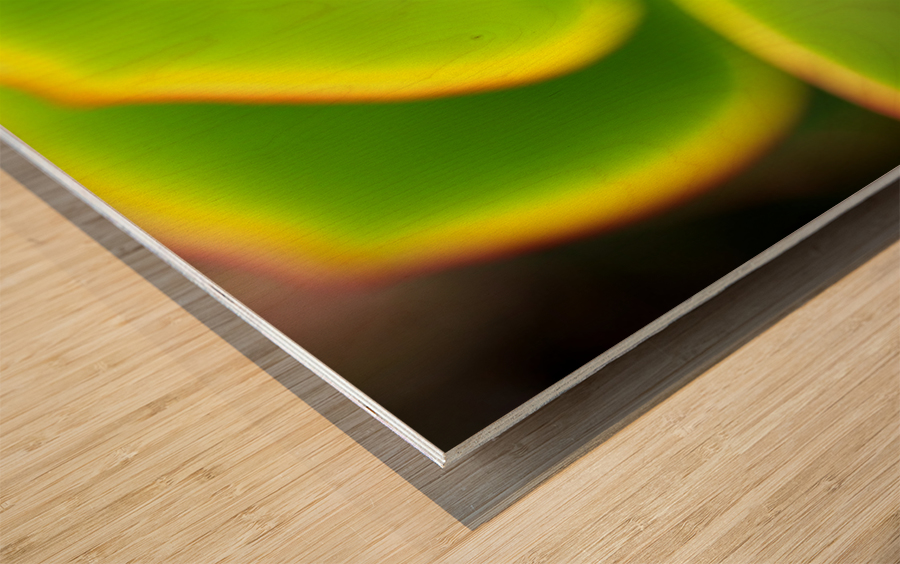 Bright Succulent World Wood print