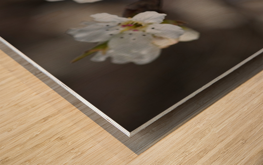The White Blossom Wood print