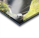 P1000407 copy Acrylic print