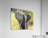 P1000407 copy Acrylic Print