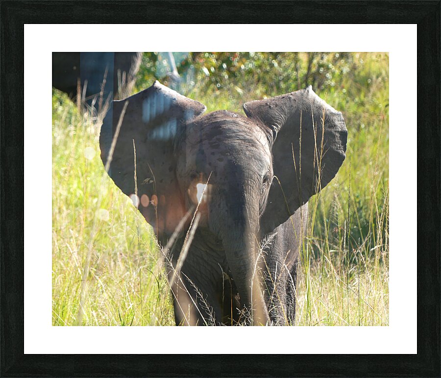 P1000407 copy Picture Frame print