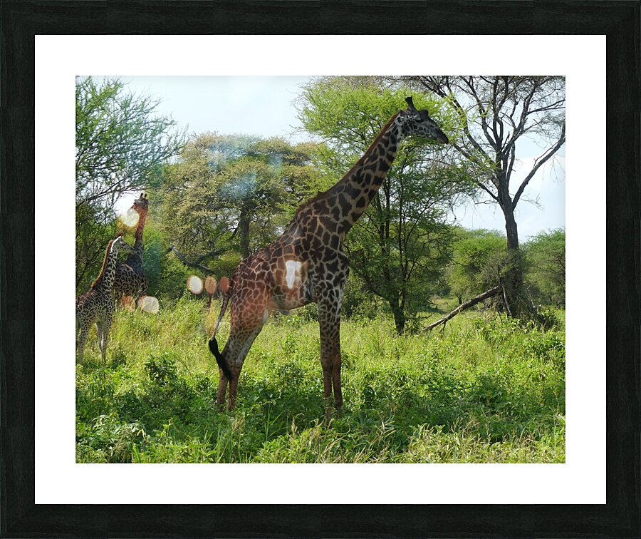 9 copy Picture Frame print