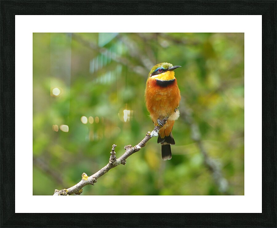 P1000385 copy Picture Frame print