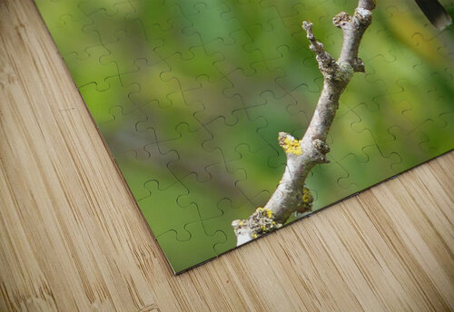 P1000385 copy Bluegirl15 puzzle