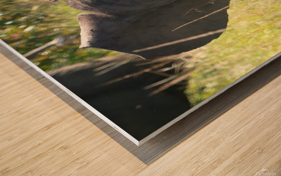 P1000407 copy Wood print