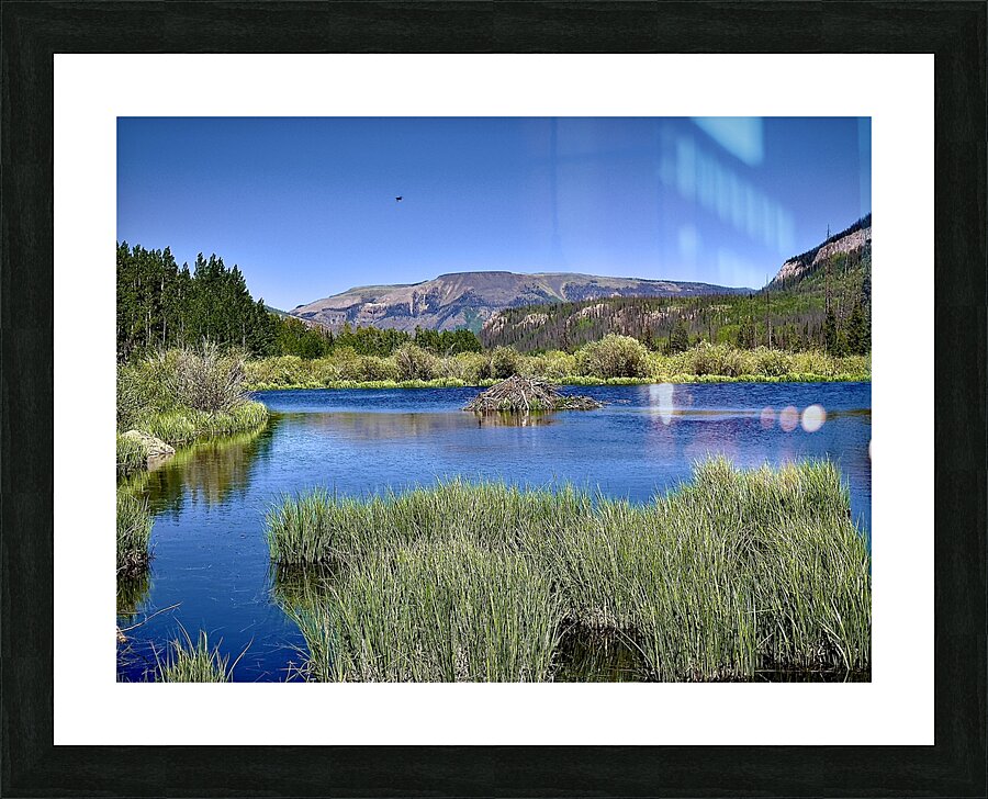 Beaver heaven Picture Frame print
