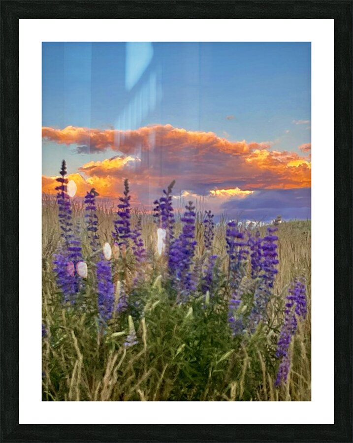 Lupine Sunset Picture Frame print